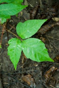 Poison Ivy Rash: A Familiar Occurrence Image